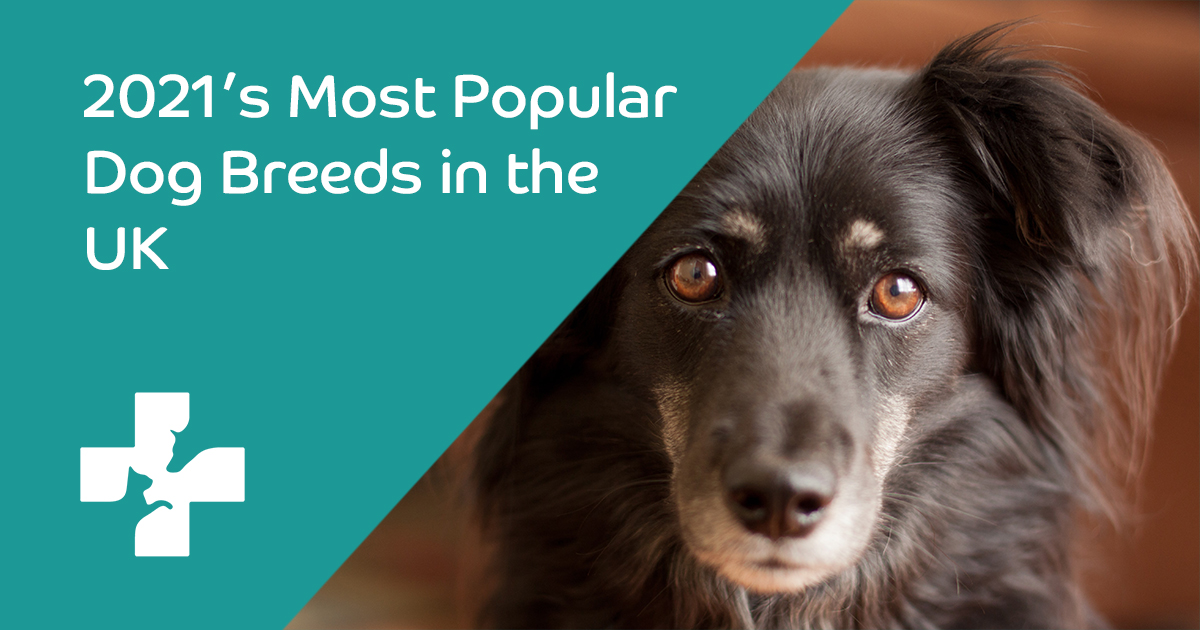 2021's Most Popular Dog Breeds in the UK Lifetime Pet Cover